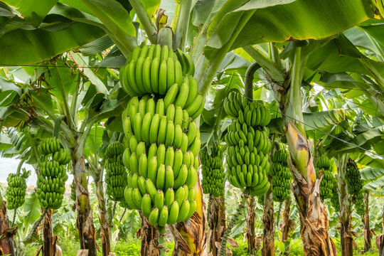 Green tropical banana fruits close-up on banana plantation