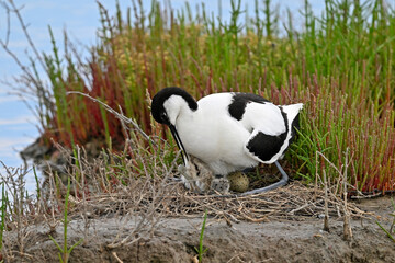 Pied avocet with egg and chick in the nest // Säbelschnäbler mit Ei und Küken im Nest (Recurvirostra avosetta) 