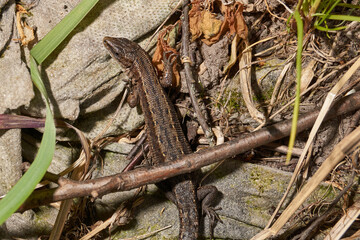 A quick or ordinary lizard basks in the garden under the rays of the spring sun. Quick lizard, or an ordinary lizard (lat. Lacerta agilis) is a species of lizard from the family of true lizards.
