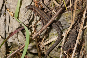 A quick or ordinary lizard basks in the garden under the rays of the spring sun. Quick lizard, or an ordinary lizard (lat. Lacerta agilis) is a species of lizard from the family of true lizards.