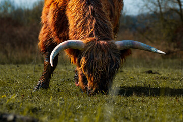 bull in the field