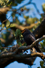 blackbird on a branch