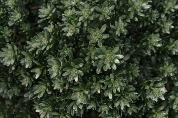 Shrubby bindweed also called Convolvulus cneorum closeup photo