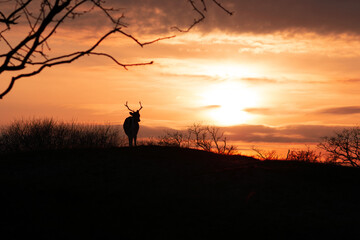 Obraz na płótnie Canvas fallow deer in sunset