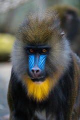 blue baboon
