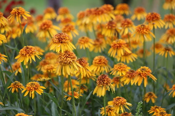 Echinacea purpurea. Flower plant commonly known as coneflower.