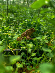 frog on a leaf