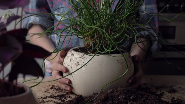The girl transplants a flower into a new pot