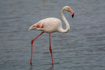 Flamencos Phoenicopterus roseus