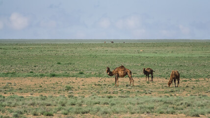 Fototapeta na wymiar Family of camels walking and eating grass in blooming Kazakh steppe, warm sunny morning