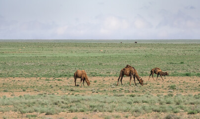 Family of camels walking and eating grass in blooming Kazakh steppe, warm sunny morning