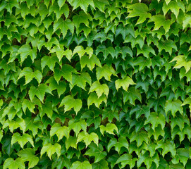 Ivy-covered wall in the village of Domme, in the Dordogne region of France.