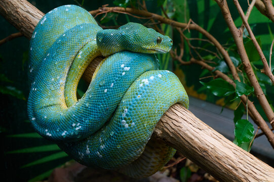 Python Snake