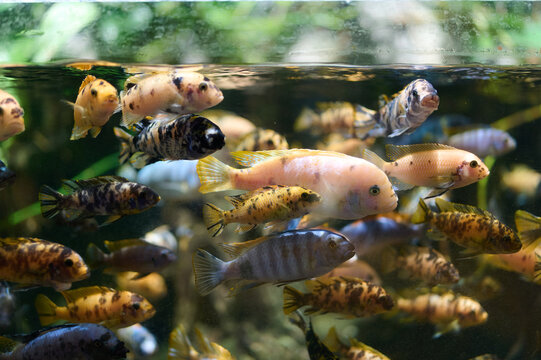 Many species of small fish underwater