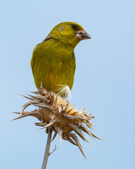 Verderón 