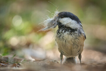 Black-Capped Chickadee Gathering Nesting Materials in June, Sherwood Park, AB, Canada
