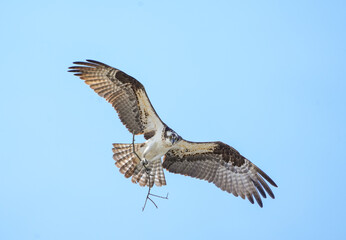 osprey with open wing in flight carrying twig to build nest