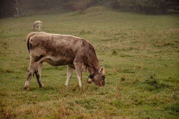 cow and calf