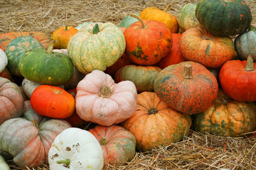 colorful pumpkins pile in autumn harvest season as food background