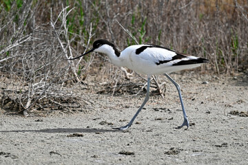 Pied avocet // Säbelschnäbler (Recurvirostra avosetta) 