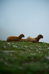 Two sheep on the side of a mountain in the fog in the Austrian Alps