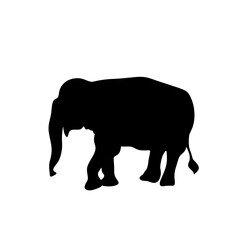 Fototapeta premium Vector illustration of Elephant silhouettes 