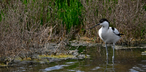 Säbelschnäbler // Pied avocet (Recurvirostra avosetta) 