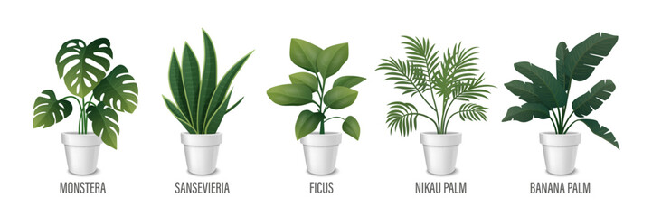 Vector House Plant in Pot Icon Set - Monstera, Sansevieria, Banana Palm, Ficus, Rhopalostylis, Nikau Palm in Pots Isolated on White. Houseplants Collection, Interior Plants. Vector Illustration