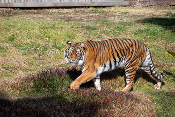 Fototapeta na wymiar Bengal Tiger (Panthera Tigris Tigris)