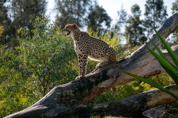 Cheetah (Acinonyx jubatus)