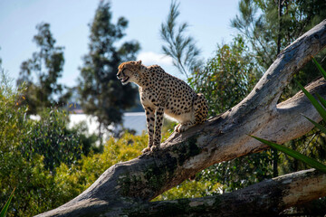 Cheetah (Acinonyx jubatus)
