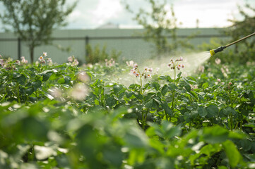 treatment of potato plants in the garden with chemicals from the Colorado potato beetle