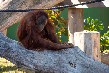 Sumatran Orangutan (Pongo abelii) © Tara