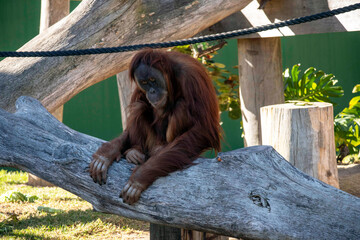 Sumatran Orangutan (Pongo abelii) © Tara