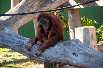 Sumatran Orangutan (Pongo abelii) © Tara