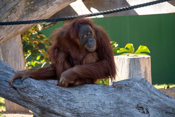 Sumatran Orangutan (Pongo abelii) © Tara