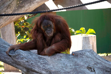 Sumatran Orangutan (Pongo abelii) © Tara