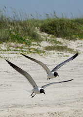 Laughing Gulls flying at Corpus Christi, Texas