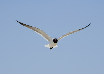 Laughing Gulls flying at Corpus Christi, Texas