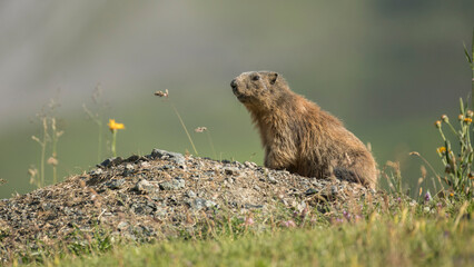 Side view of a mountain marmot ( Murmeltier) in the Swiss Alps, during summer. The animal is sitting on the entrance of his nest. Wildlife picture, Mountains around Arosa, Switzerland. Copy space.
