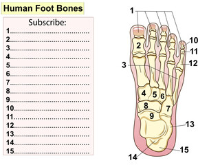Obraz premium Anatomy. Human foot bones. Test, fill in the blank lines.
