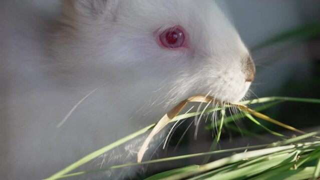 Close-up of the muzzle of a small white rabbit. Breeding rabbits on the farm. 