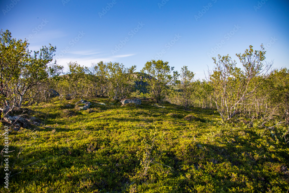 Sticker landscape with trees