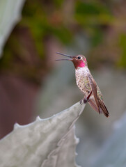 male hummingbird perched on thorn © Frank