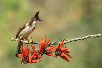 Red-whiskered bulbul perching on a branch with red orange flowers