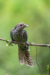 koel bird perching on a clean background
