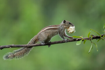 squirrel on a tree with food
