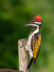 woodpecker bird  on a clean background