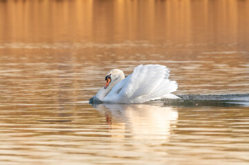 swan in golden lights with reflection