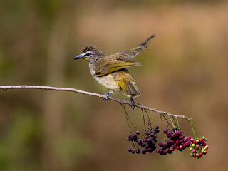 bird ready to take off on a clean background